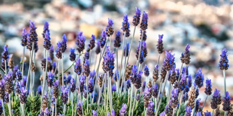 Adiós las cucarachas plantas pueden