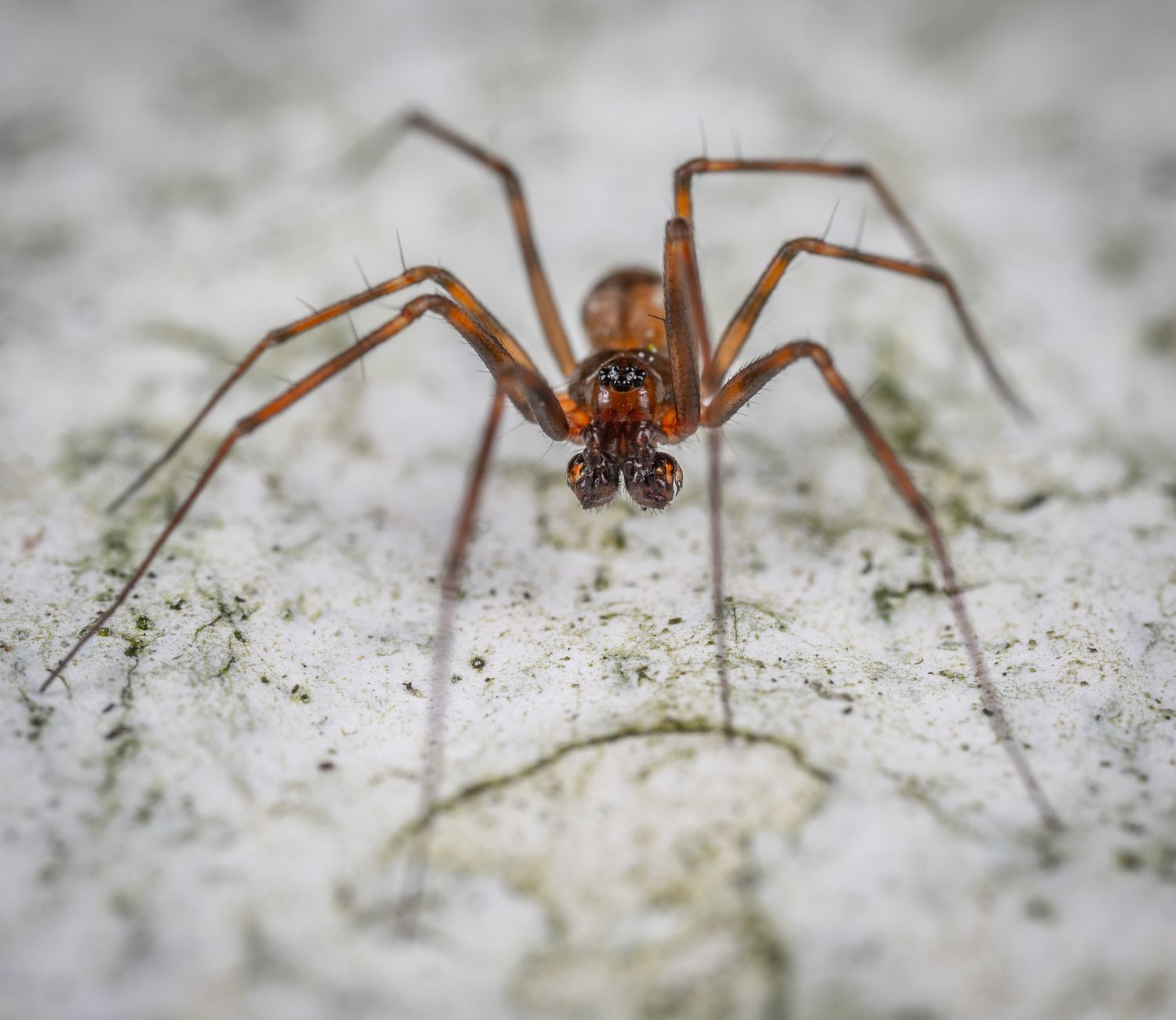 Imagem macro detalhada de uma aranha venenosa mostrando suas características intrincadas em uma superfície texturizada.
