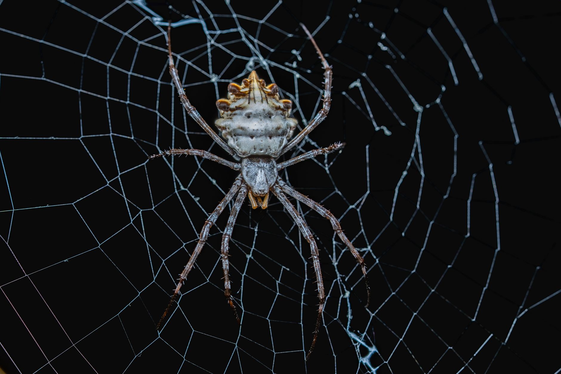 Imagem em close-up de uma aranha Argiope em sua teia contra um fundo escuro, exibindo detalhes intrincados.