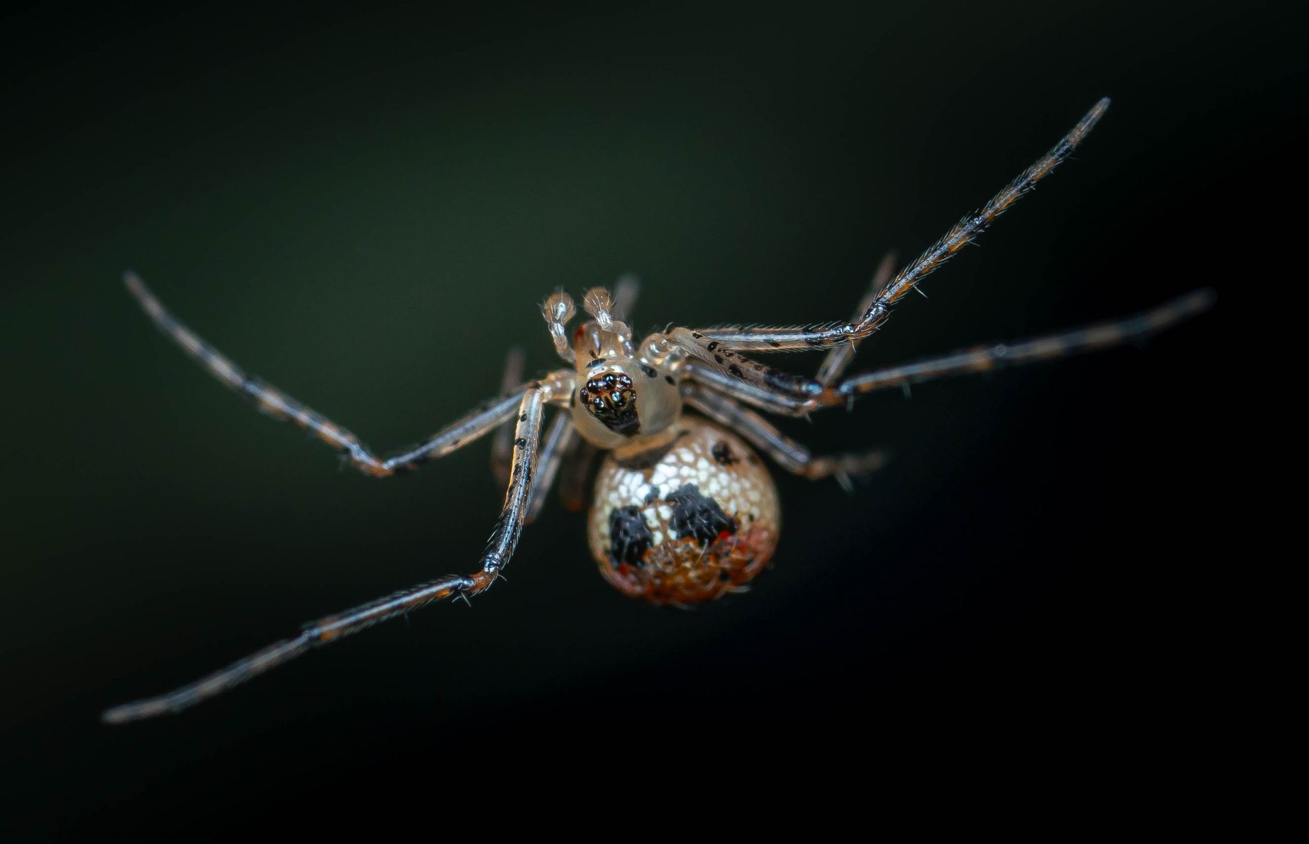 Foto macro detalhada de uma aranha, mostrando seus detalhes e texturas intrincadas.
