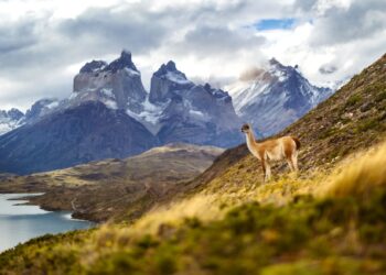 América del sur busca voluntarios