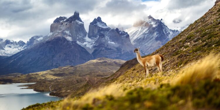 América del sur busca voluntarios