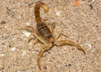 Científicos encuentran un escorpión gigante de más de un metro de longitud