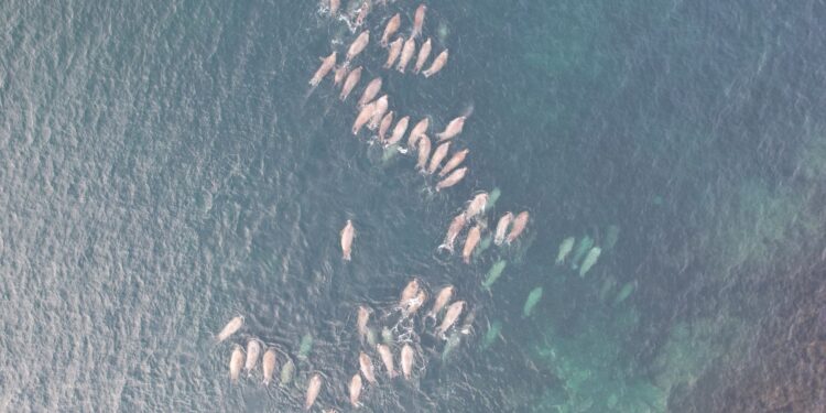 Cientos ballenas mueren patagonia argentina
