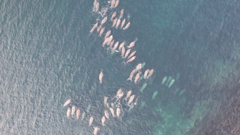 Cientos ballenas mueren patagonia argentina
