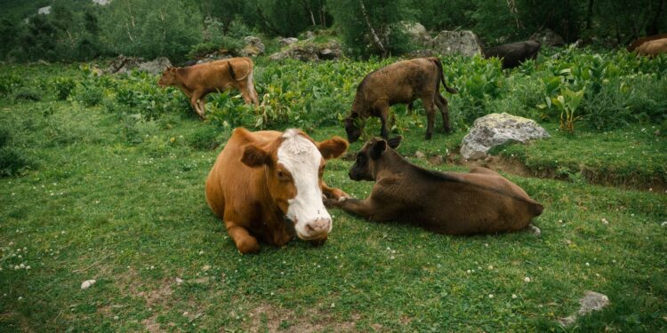 Cinco vacas fueron dejadas solas