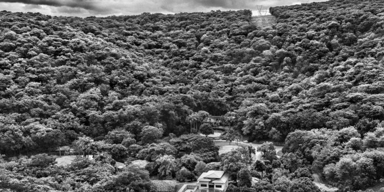 Una pareja planta 2,7 millones de árboles en una zona devastada y, 25 años después, el paisaje cambia por completo