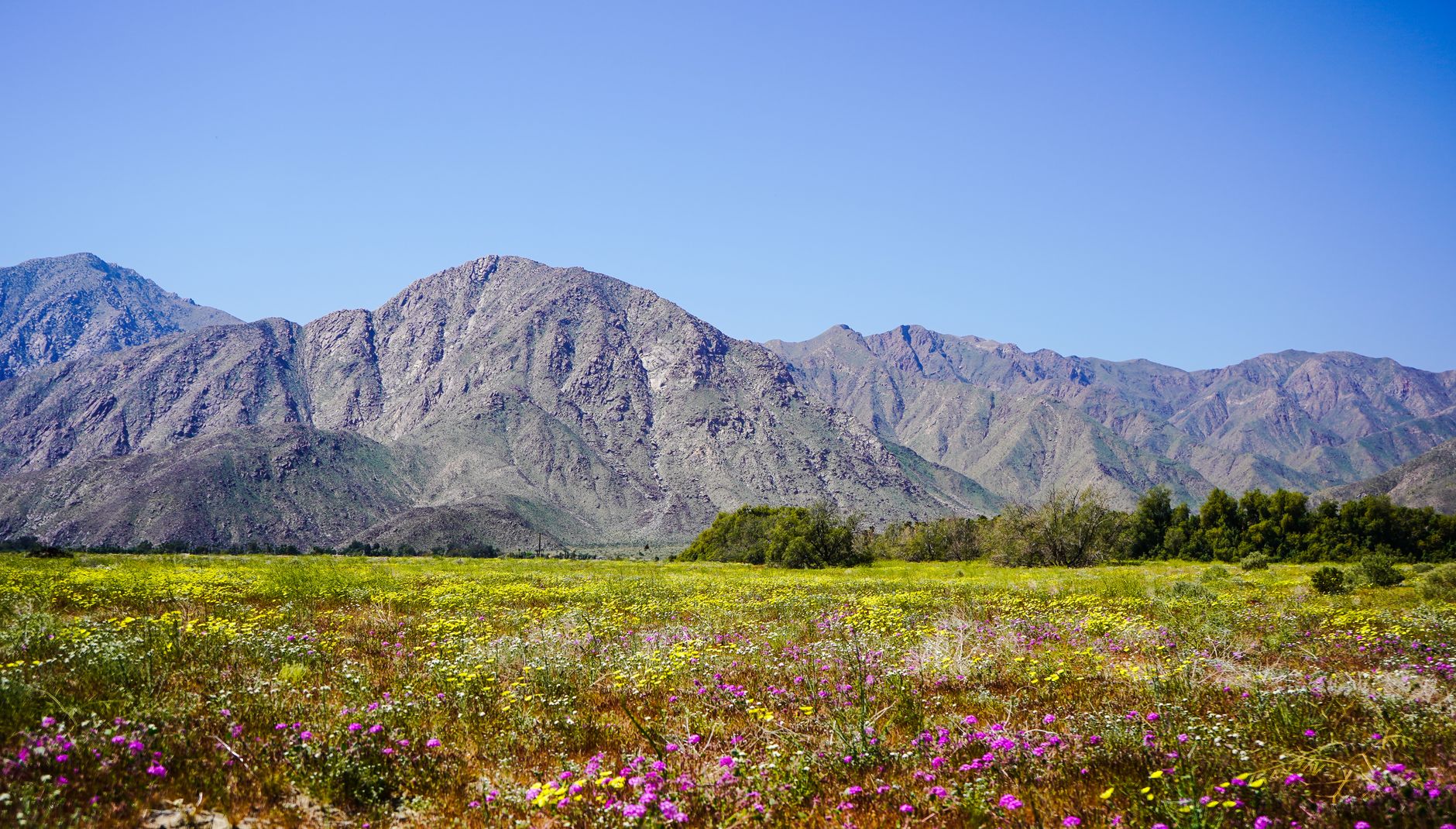 Exibição deslumbrante de flores silvestres contra as montanhas rochosas em Borrego Springs, Califórnia.