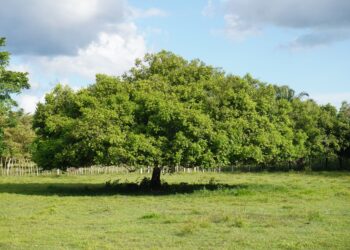 Árbol ideal plantar casa septiembre