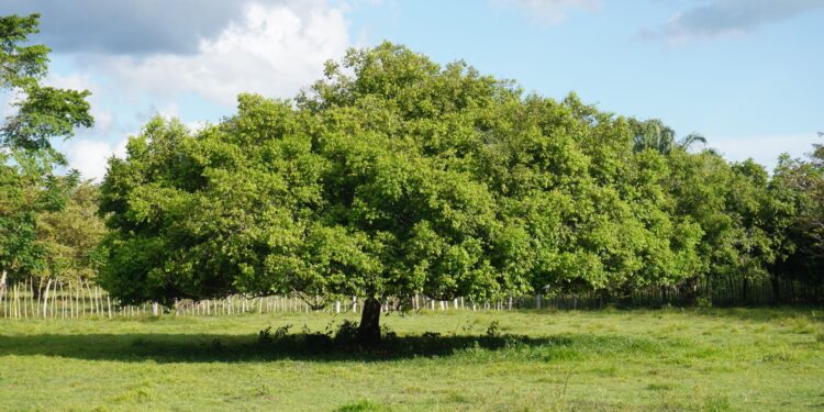 Árbol ideal plantar casa septiembre