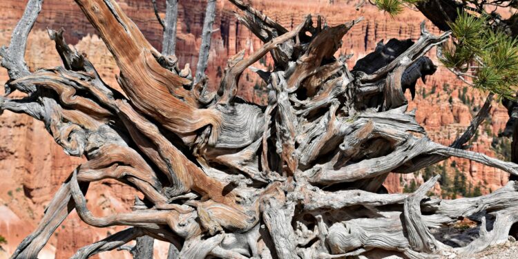 Árbol más antiguo del mundo