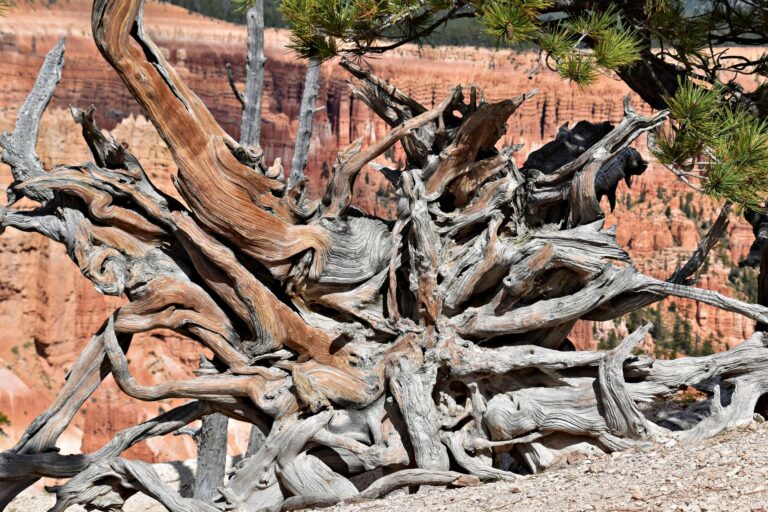 Árbol más antiguo del mundo