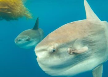 El animal más tonto del mundo desafía a la evolución y, aun así, consigue prosperar en los océanos