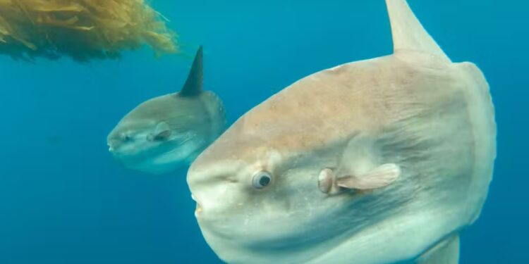 El animal más tonto del mundo desafía a la evolución y, aun así, consigue prosperar en los océanos
