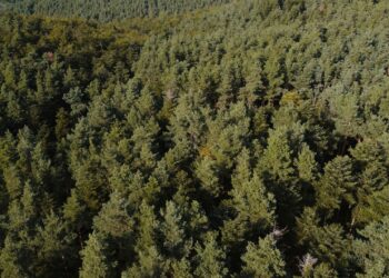 Francia intentó plantar millones árboles