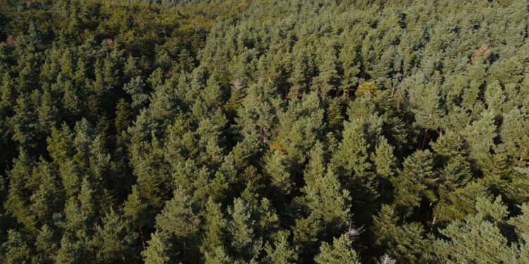 Francia intentó plantar millones árboles