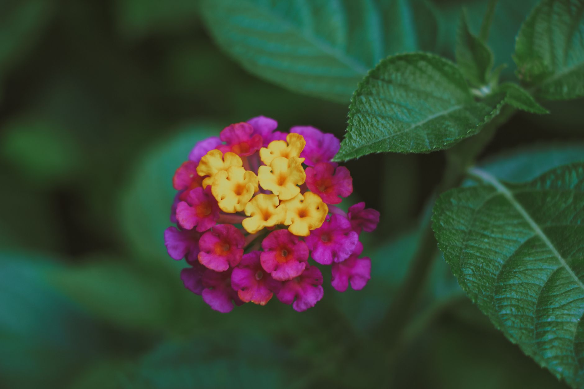 La planta perfecta para renovar el jardín a partir del 21 de septiembre: crece rápido, necesita pocos cuidados y da flores de colores
