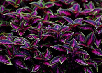 Las plantas crecen agua pueden