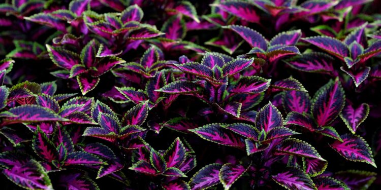Las plantas crecen agua pueden
