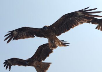 Liberaron águilas salvar una especie