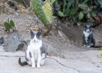 Llevaron gatos una isla controlar