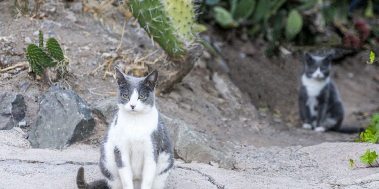 Llevaron gatos una isla controlar