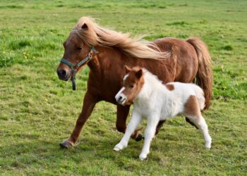 Mientras caballo más grande del