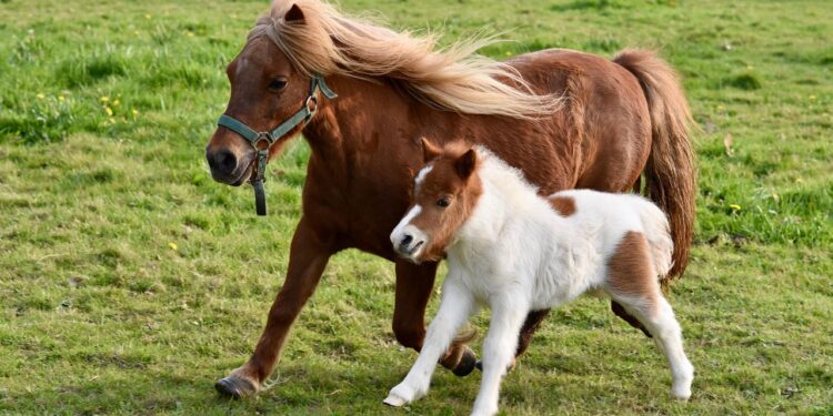 Mientras caballo más grande del