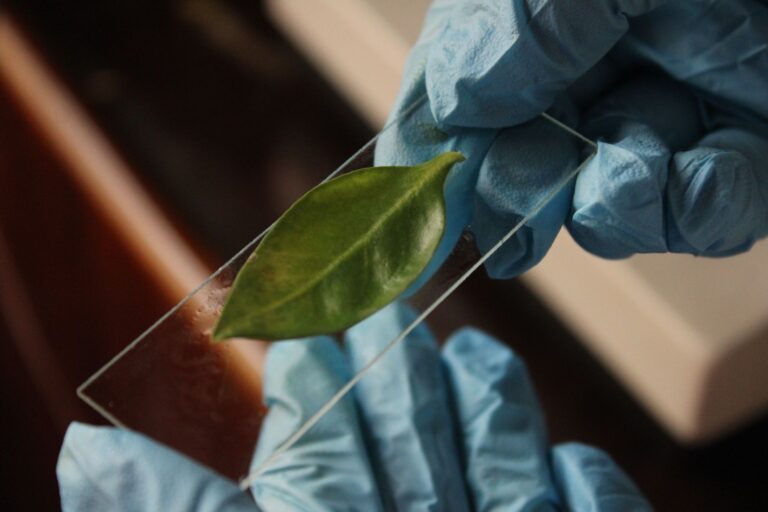 Poner una hoja laurel funda