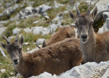 Retiraron las cabras una isla