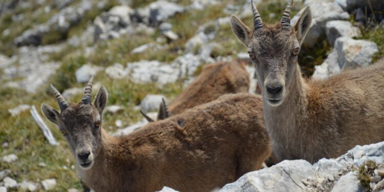 Retiraron las cabras una isla
