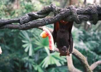 Encuentras murciélago volando alrededor casa