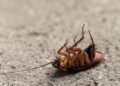 Encuentras una cucaracha casa jardín