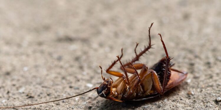 Encuentras una cucaracha casa jardín