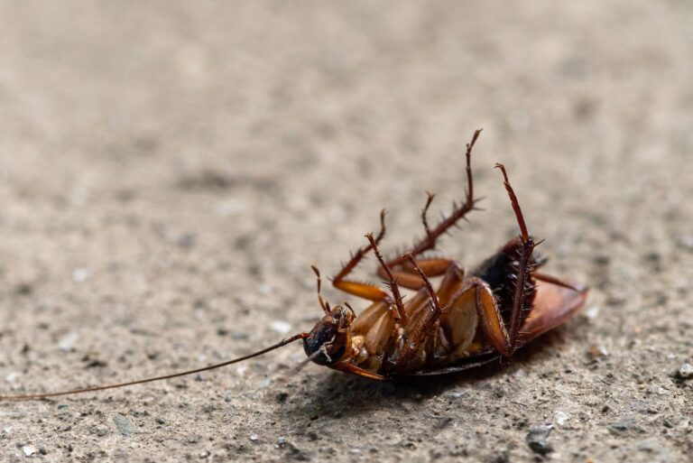 Encuentras una cucaracha casa jardín