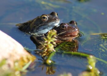 Escuchas ranas croar jardín contamos