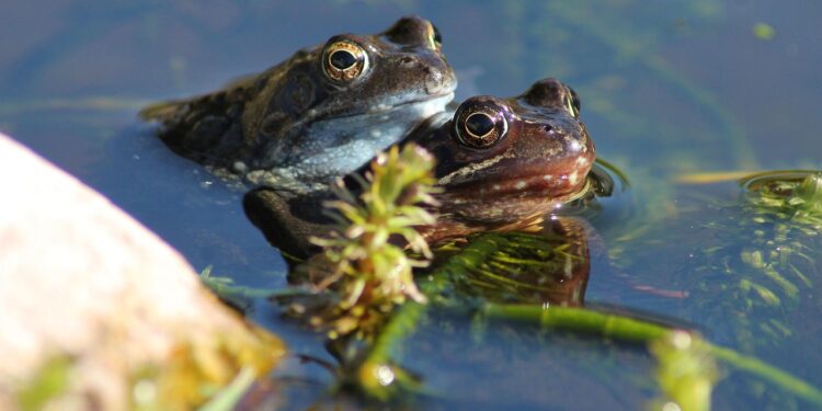 Escuchas ranas croar jardín contamos