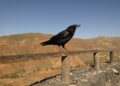 Los cuervos toman decisiones el doble de rápido que los humanos y los científicos descubren que no se trata de un reflejo