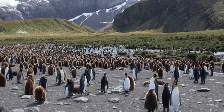 Algunos pingüinos han desaparecido y esta colonia acaba de perder su título de la más grande del mundo