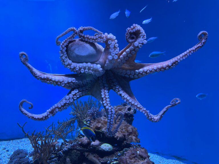 Esta es la verdadera razón por la que el pulpo tiene 3 corazones y sangre azul