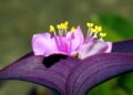 Plantas poco conocidas crecen agua