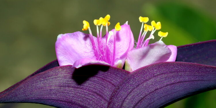 Plantas poco conocidas crecen agua