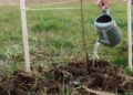 El agua del aire acondicionado puede ayudar a cuidar el jardín y tener otros usos en casa