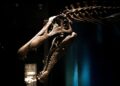 Encuentran fósiles de un dinosaurio de 27 metros y 27 toneladas después de más de 100 millones de años