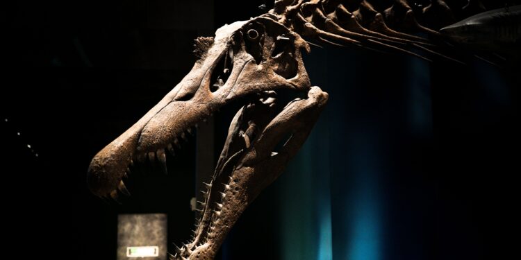 Encuentran fósiles de un dinosaurio de 27 metros y 27 toneladas después de más de 100 millones de años