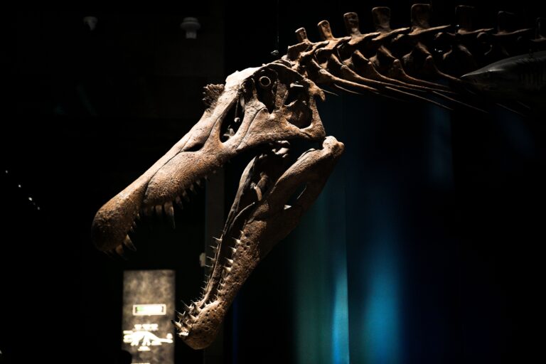 Encuentran fósiles de un dinosaurio de 27 metros y 27 toneladas después de más de 100 millones de años