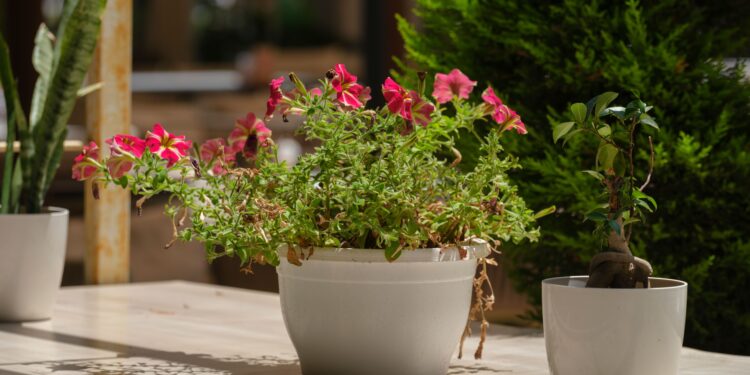 Adiós a las macetas tradicionales: la nueva tendencia para las plantas en 2027 es más elegante y ayuda a decorar la casa