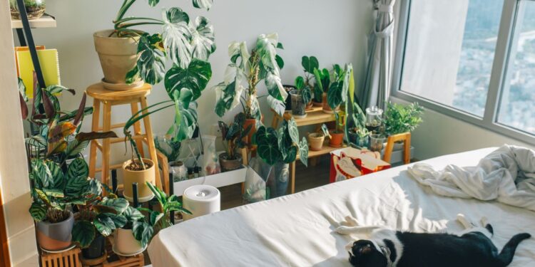 Plantas interior ayudan dormir mejor