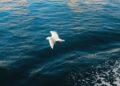 Esta ave se lanza al mar a 112 km/h y los huesos de su cuello ayudan a amortiguar el impacto