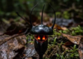 Investigadores ingleses encuentran una flor negra y la bautizan con el nombre de un demonio